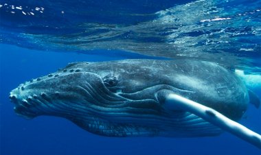 Il vento fa cantare più forte le megattere