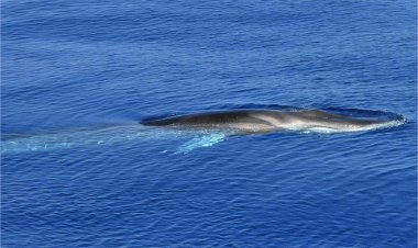 Per delfini e balene in difficoltà ecco il numero "SOSami"