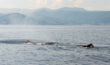 La settimana dei capodogli per il progetto CLIC