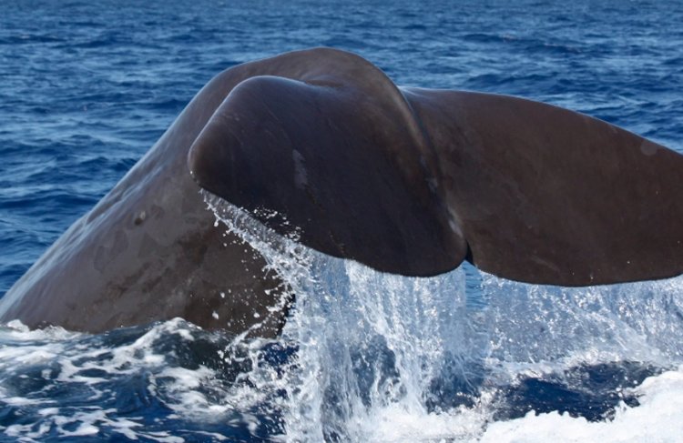 I  traghetti come navi di ricerca  nel Santuario Pelagos