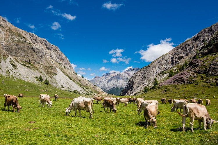 Estate in Valtellina, 10 cose da non perdere tra alpeggi e degustazioni