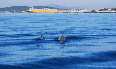 Corsica Sardinia Ferries sostiene le attività di Worldrise e Festivalmar
