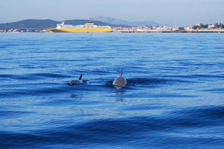 Corsica Sardinia Ferries sostiene le attività di Worldrise e Festivalmar