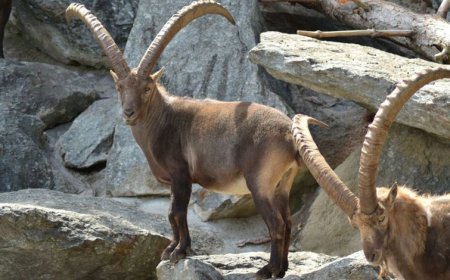 L’intelligenza artificiale entra nel Parco nazionale del Gran Paradiso