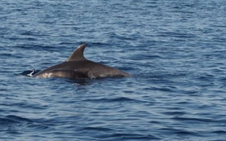 'I Giganti del Mar Ligure' in una mostra fotografica a Imperia