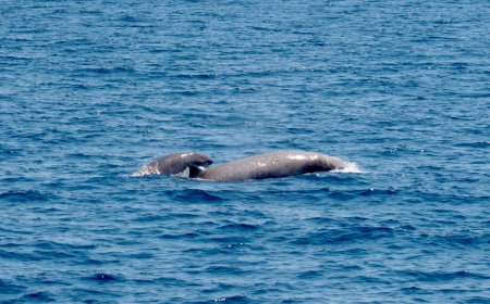 Un avvistamento record a bordo della SeaLight imbarcazione MolaMola Dive Team
