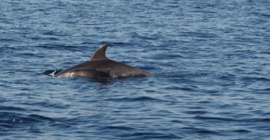 'I Giganti del Mar Ligure' in una mostra fotografica a Imperia