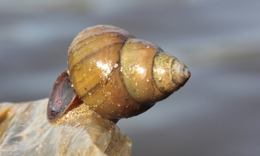 Nuova minaccia per l'ecosistema, è una chiocciolina d'acqua dolce 