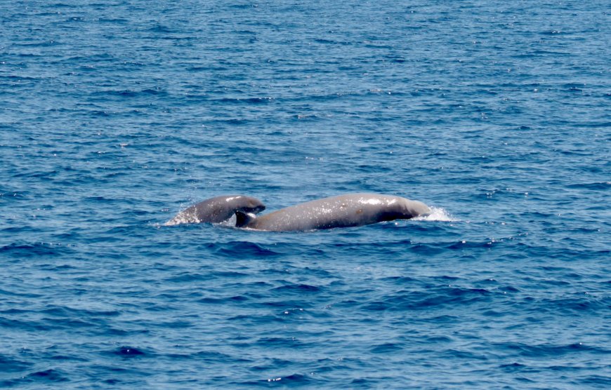 Un avvistamento record a bordo della SeaLight imbarcazione MolaMola Dive Team