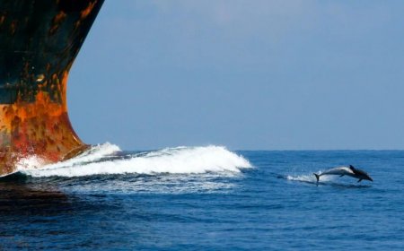 Santuario Pelagos, con i tag satellitari si studiano i comportamenti dei cetacei