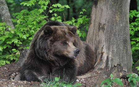 Cai: 'Grandi carnivori, non si lasci in mano a possibili azioni illegali'