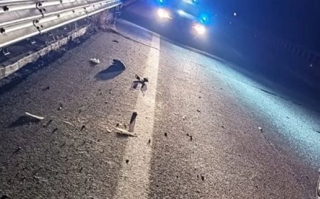Auto contro animali a Castel di Sangro, ferita una donna e tre cavalli morti