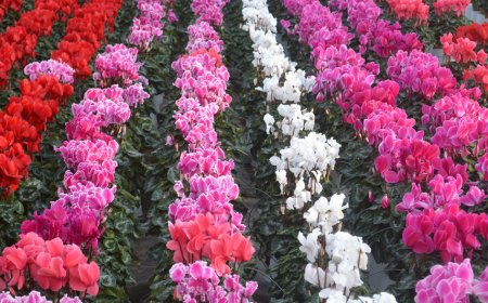 La Cooperativa Ortofrutticola di Albenga a MyPlant& Garden 2024