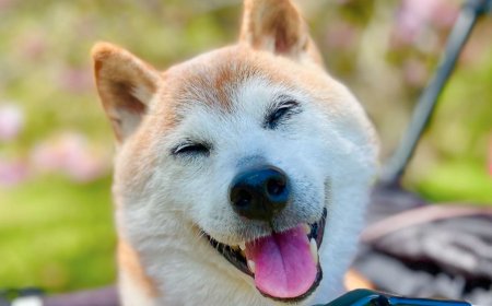 Il cane più popolare dell'era moderna è morto, si chiamava Kabosu