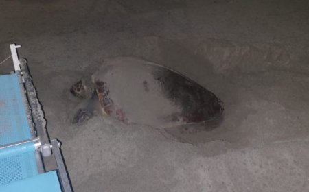 Aveva deposto le uova a Laigueglia, si chiama Diana la tartaruga coccolata dai turisti