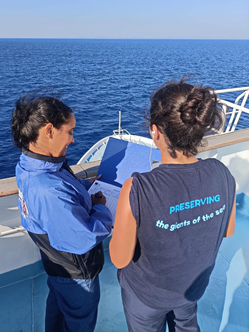 I tursiopi e le stenelle striate sono i grandi protagonisti del settore orientale del Santuario dei Cetacei Pelagos