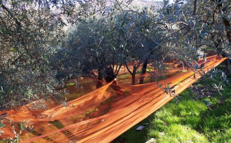 Olio e olive, attesa buona annata in Liguria