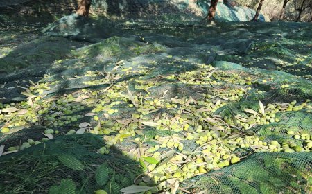 L’olio di Ranzo, un'eccellenza ligure tra tradizione e qualità