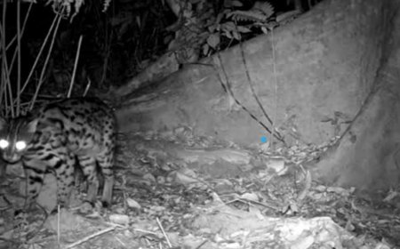 Specie rare e a rischio scoperte nel Parco Virachey in Cambogia