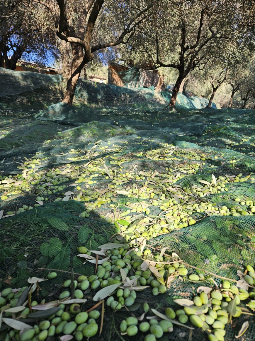 L’olio di Ranzo, un'eccellenza ligure tra tradizione e qualità