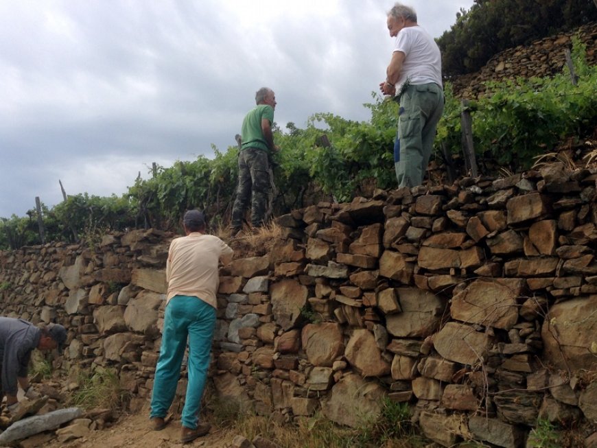 Agricoltura, in Liguria bando da 7,8 milioni per i muretti a secco