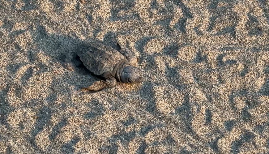 Tartarughe Marine - seminario formativo per stabilimenti balneari a Laigueglia