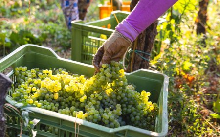 Vendemmia al via in Liguria ma con l'incognita dei dazi