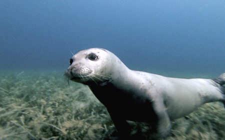 All'Acquario di Genova uno studio sulla presenza della foca monaca nel Santuario Pelagos