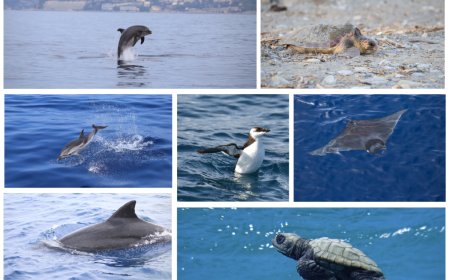 Delfini del Ponente: una stagione di ricerca, tutela e divulgazione nel Ponente ligure