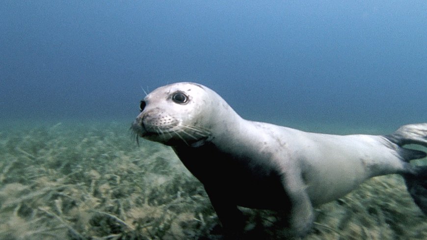 All'Acquario di Genova uno studio sulla presenza della foca monaca nel Santuario Pelagos