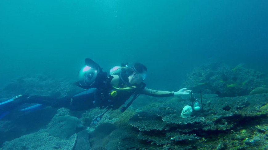 L’orto subacqueo che dalla Liguria incanta il pianeta: Nemo’s Garden nella  docuserie ‘Choose Earth’