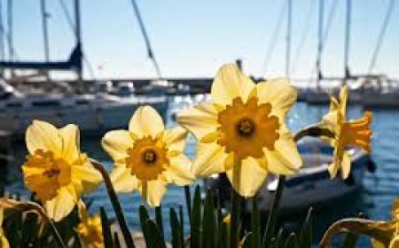 Savona si trasforma in un giardino a cielo aperto: al via l’XI edizione di "Savona in Fiore"