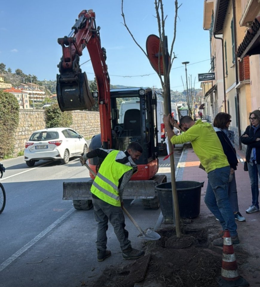 Completati gli interventi di riqualificazione del verde urbano in corso Genova a Ventimiglia