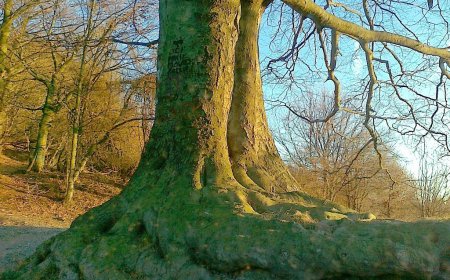 Il savonese Furio Ciciliot a Torino per "Boschi e alberi isolati nella toponimia altomedievale del Piemonte"