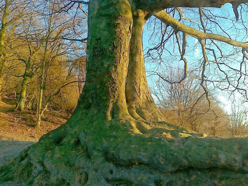 Il savonese Furio Ciciliot a Torino per "Boschi e alberi isolati nella toponimia altomedievale del Piemonte"