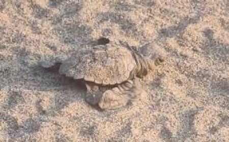 A Laigueglia arrivano i "custodi delle tartarughe marine"
