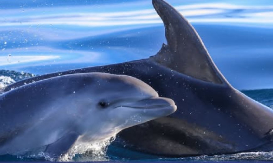 Un mare di speranza, i Delfini del Ponente chiedono di sostiene lo studio dei cetacei con il tuo 5x1000
