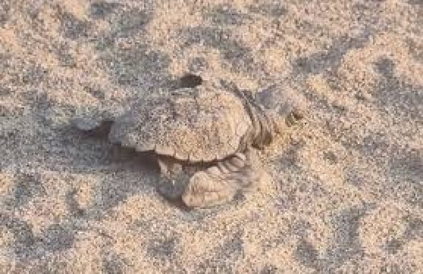 A Laigueglia arrivano i "custodi delle tartarughe marine"