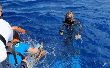 Lorena torna libera: la giovane tartaruga salvata a Imperia rientra nel suo mare