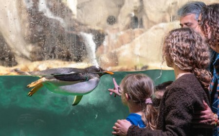 La stagione estiva entra nel vivo e il mondo AcquarioVillage propone un ventaglio di attività ed esperienze per coinvolgere il pubblico nei mesi più caldi