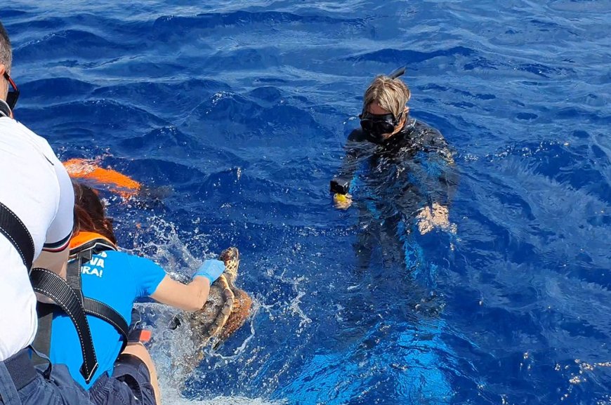 Lorena torna libera: la giovane tartaruga salvata a Imperia rientra nel suo mare