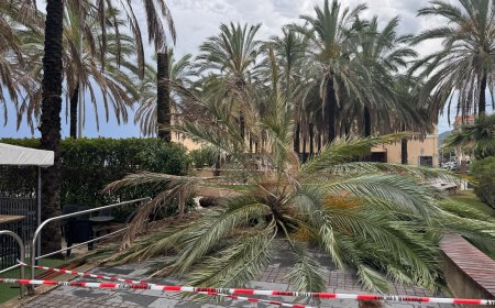 Loano: al via l'abbattimento delle palme classificate come pericolose e il piano di rinnovo del patrimonio verde