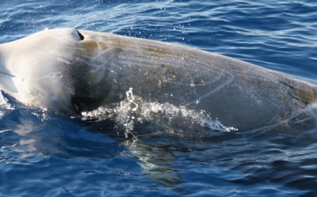 SynFONy 2026: Sinergie per un’osservazione globale del Mediterraneo