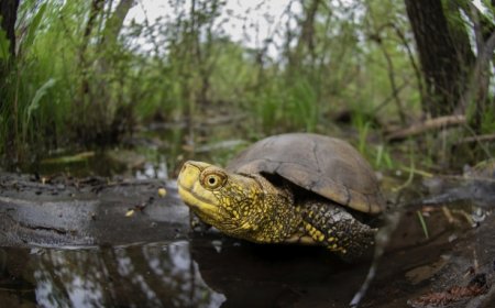 Nei fine settimana 11-12 luglio la testuggine palustre europea è protagonista di una speciale attività all'Acquario