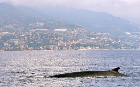SANTUARIO PELAGOS  Dieci organizzazioni ambientaliste chiedono a Monaco di annullare il Mondiale E1