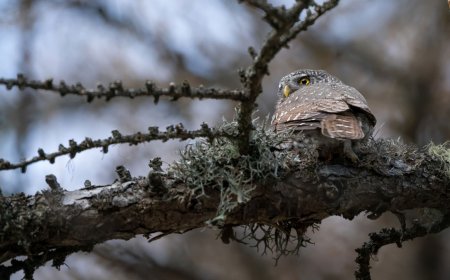 Due mostre fotografiche di Mattia Pizzolo a Perinaldo e Montalto Carpasio, con il progetto “Fuori sentiero”