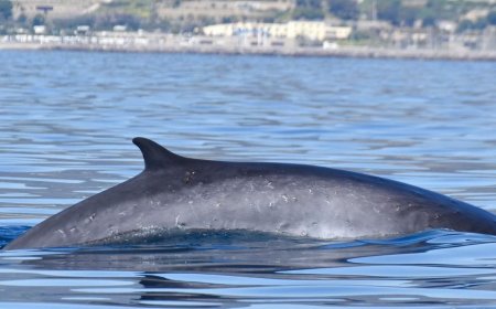 I segreti del Santuario dei Cetacei protagonisti a Laigueglia: appuntamento il 4 agosto con “I delfini del Ponente Ligure”
