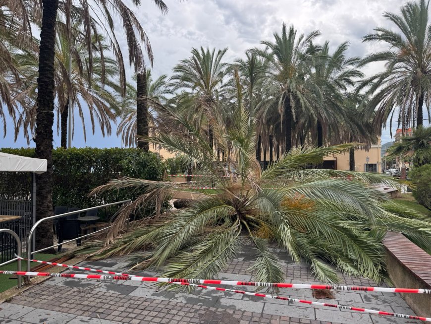 Loano: al via l'abbattimento delle palme classificate come pericolose e il piano di rinnovo del patrimonio verde
