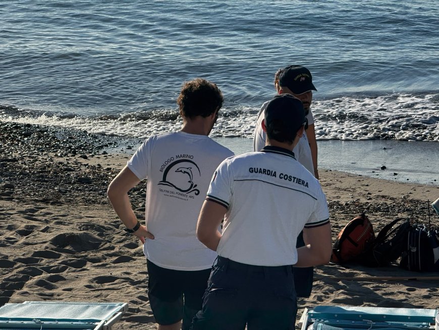 A San Lorenzo al Mare individuate le tracce di Caretta caretta presso la spiaggia di Baia delle Vele