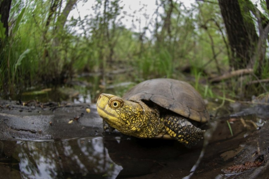 Nei fine settimana 11-12 luglio la testuggine palustre europea è protagonista di una speciale attività all'Acquario
